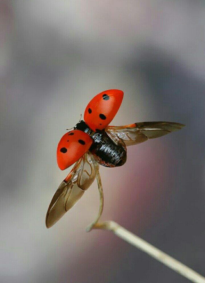 TheJediMum's tweet photo. @Hansolo1964 Ooh thank you! ๐ ๐๐
#Ladybugday
#Teamladybird https://t.co/58f2wIycrD
