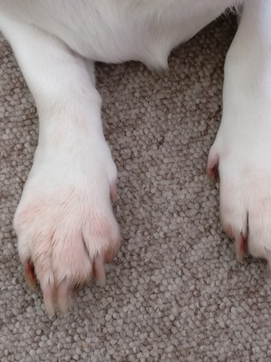 codylong59's tweet photo. This isn't blood this is where my side kick has discovered an opportunity not to be missed.. Left over watermelon from our Guinea pigs 😂 https://t.co/Lf9ilVNI8h