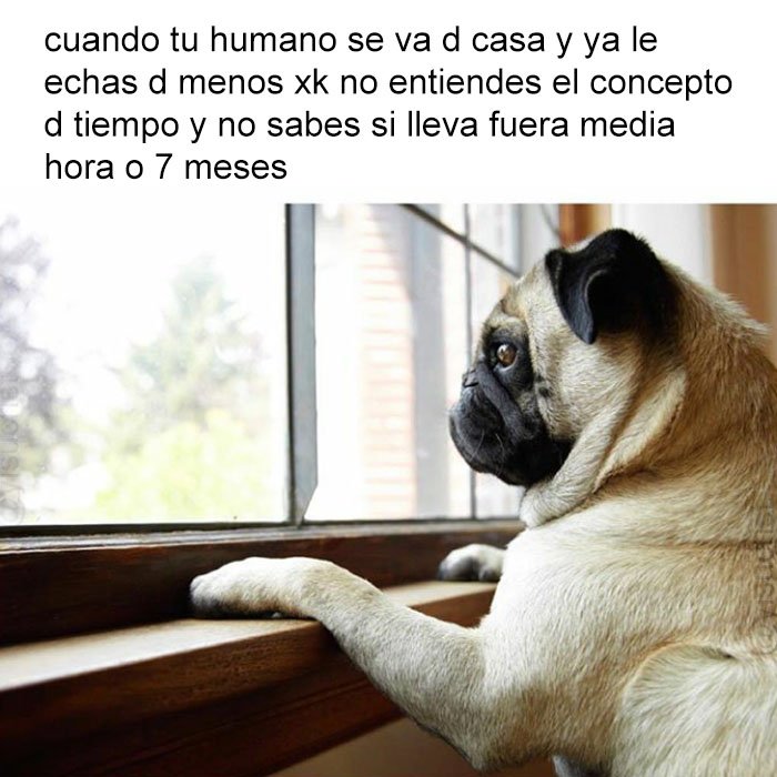 yisucrist's tweet photo. meme profundo para perros https://t.co/KoB71DTYIC