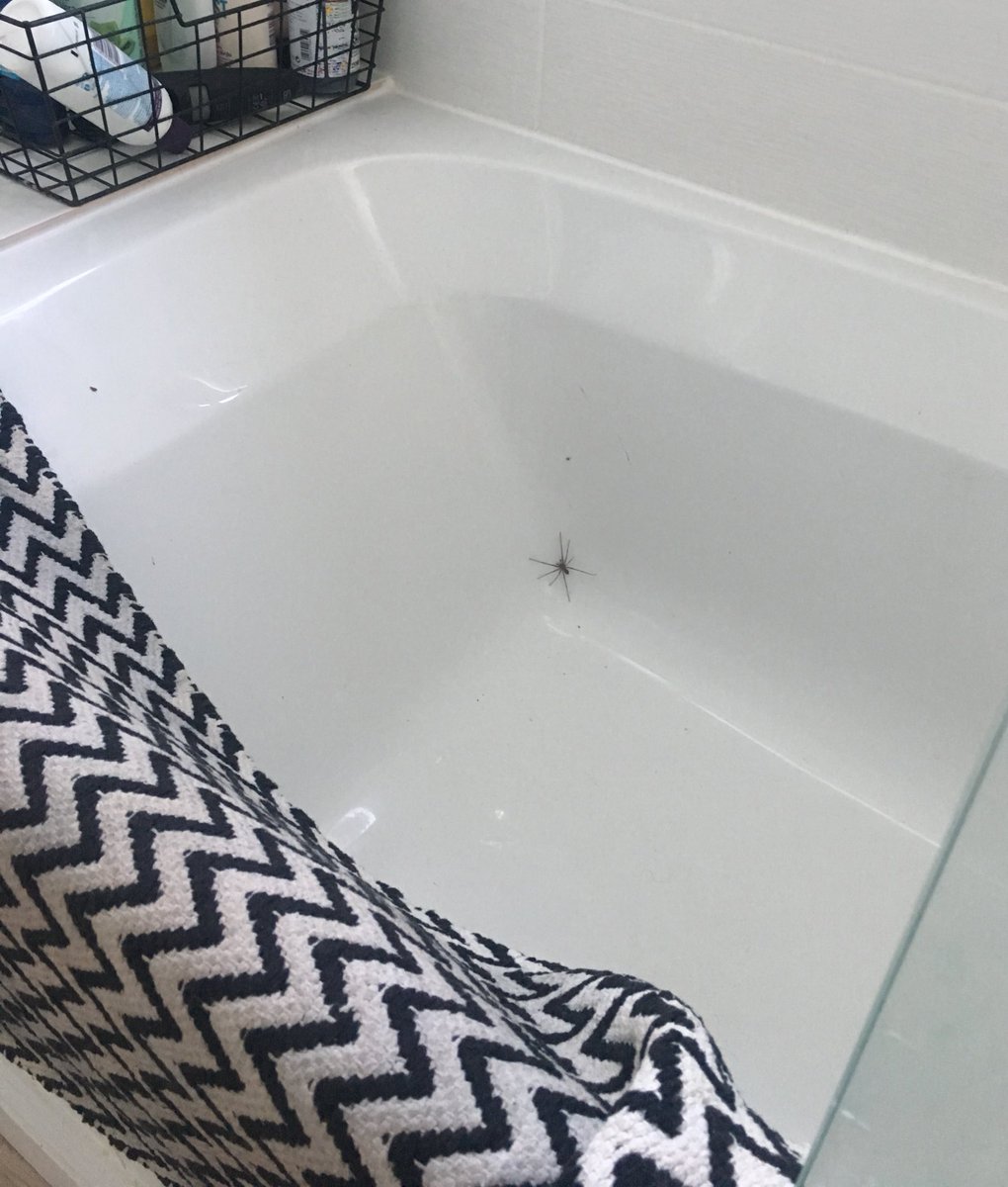 lilymaydavis's tweet photo. The news is real #whenspidersattack https://t.co/sTZcAahLJJ