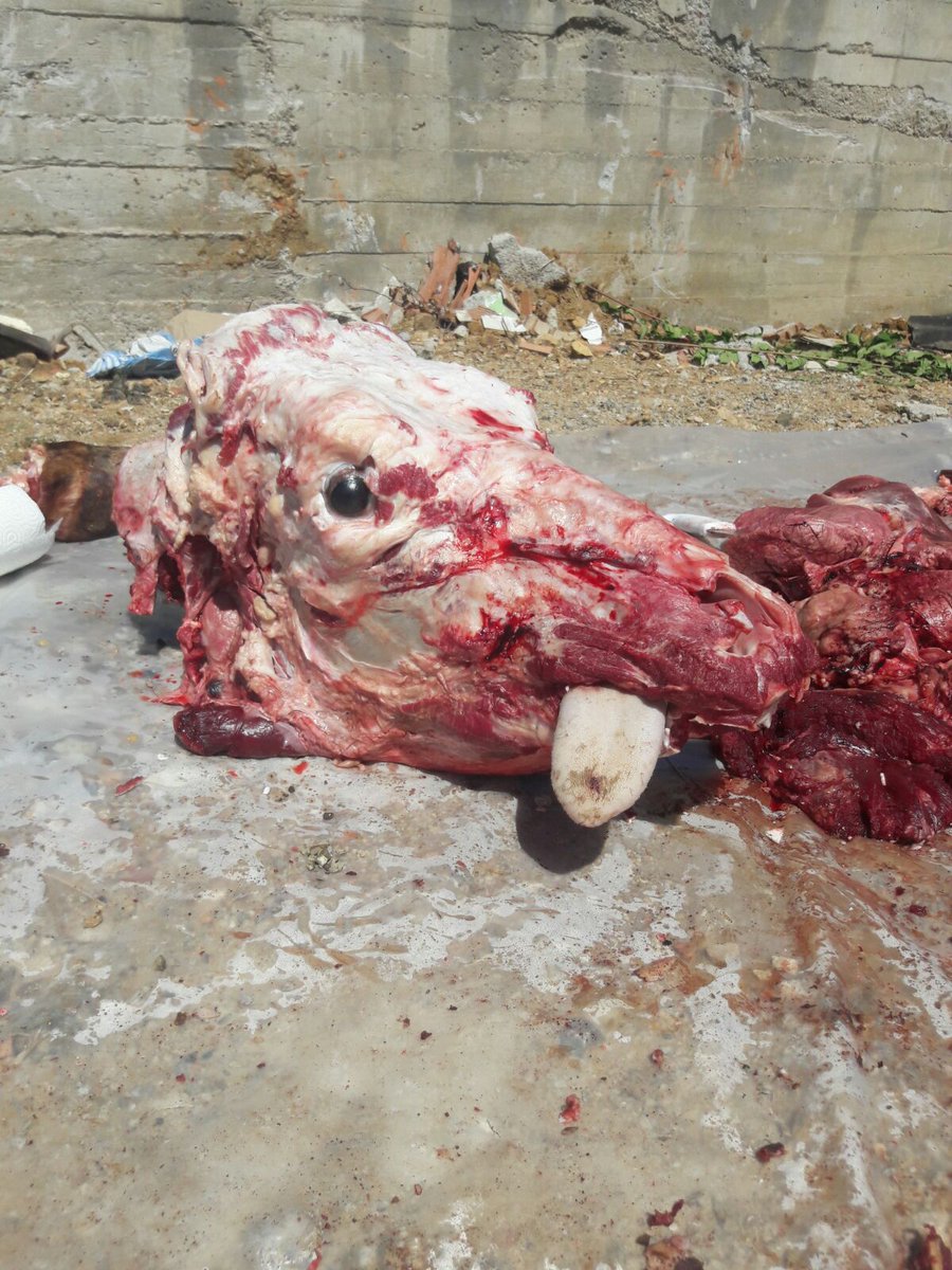 Bayram kurban
Et
Cinayet