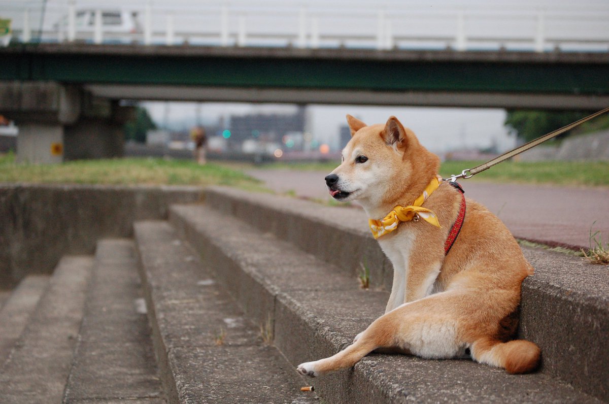 散歩犬 A Twitter 10年前から横着な柴子 仮名 座り方オッサンじゃんｗ Wan Hkm わんツイ わんツイ画像祭り 柴犬 Shibainu