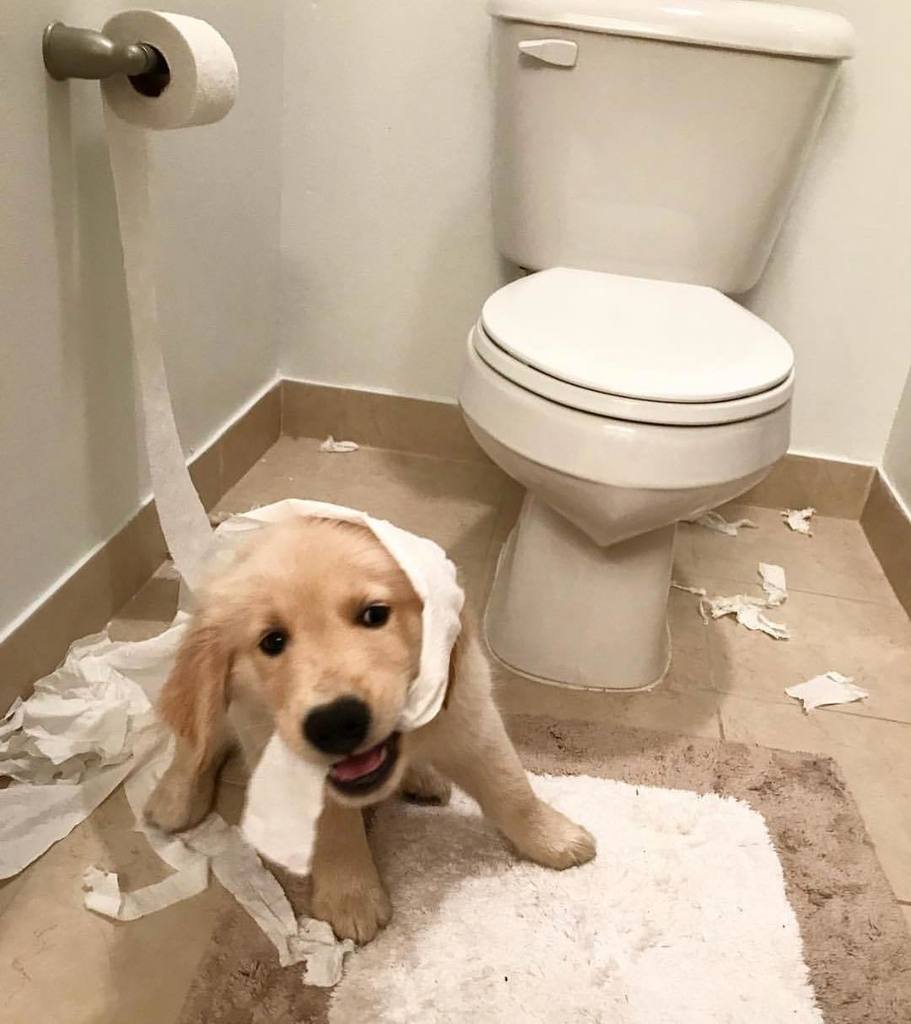 Pup_Box's tweet photo. Oh hey Ma 👋🏼 I'm making confetti to celebrate the weekend! @puck_the_pup 🎊 #goodmorning #badpuppy #puppyproblems #shredder #baddog #puppyp… https://t.co/vZMaku5JP5