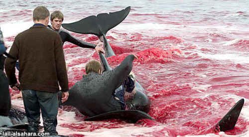 lynxlynx123's tweet photo. Pilot Whales fight for their lives, right until the end, against their #FaroeIsland killers. #OpBloodyFjords https://t.co/VdmgnaACfT