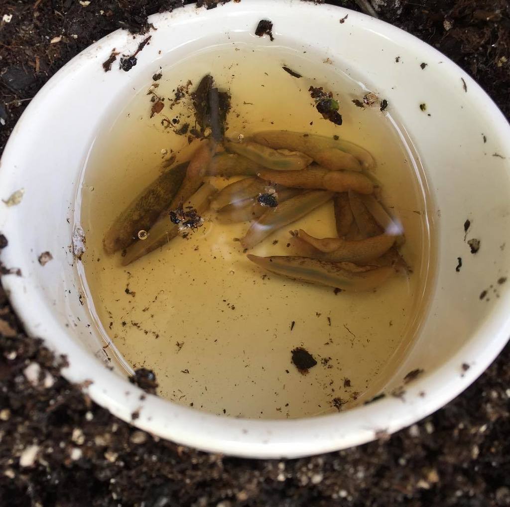 getbusygardenin's tweet photo. Just in case you're wondering, beer traps DO work for killing slugs! Amy 20, slugs 0. Muahahaha!! ๐๐ป
.
.
.
#slugs #beertrap #dieslugs #natuโฆ https://t.co/vrjTPSOH8e