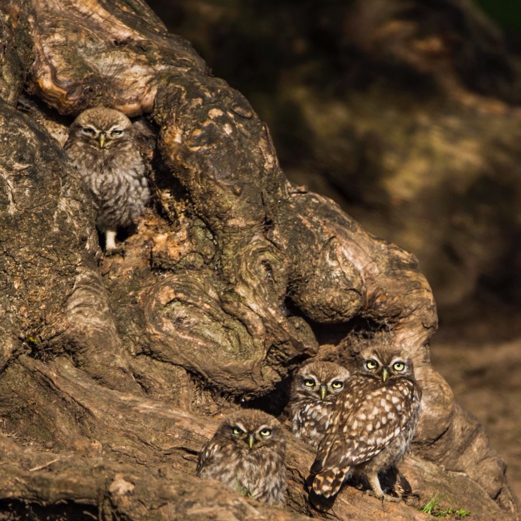 672aob's tweet photo. @birdsofprey_uk a couple of images I've taken recently of these gorgeous wild Little Owls in North Yorkshire https://t.co/U8qD3PNVGG