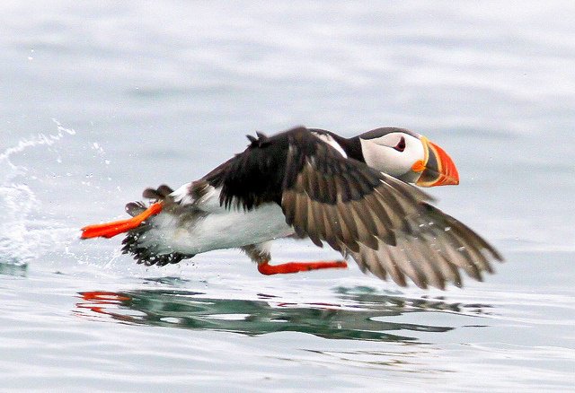 PuffinPackaging's tweet photo. When your boss says you can go home early on a Friday #FridayFeeling #PuffinPackaging https://t.co/WbHytng1Gz