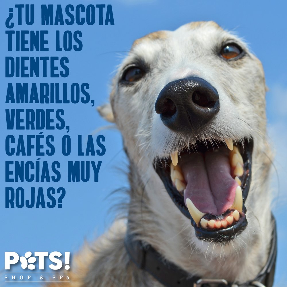 PetsShopandSpa's tweet photo. La salud oral no es sólo para los humanos, programa una cita con nuestro veterinario para nuestro servicio de #Profilaxis https://t.co/GDI5mlzEEq