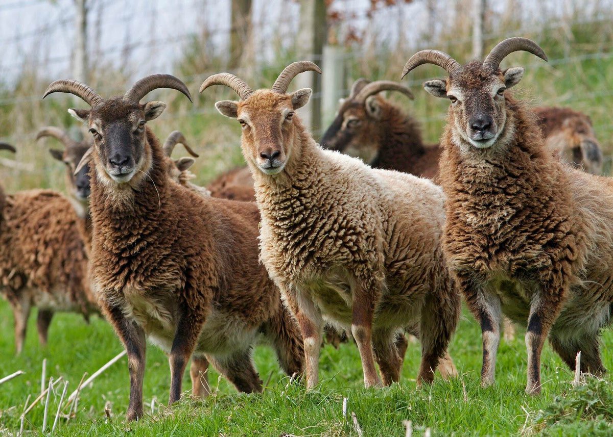 EdFoodStudio's tweet image. This Tuesday come along for a free tasting of 9 Scottish heritage breeds of Scottish #mutton, help us help farmers! facebook.com/events/1691841…