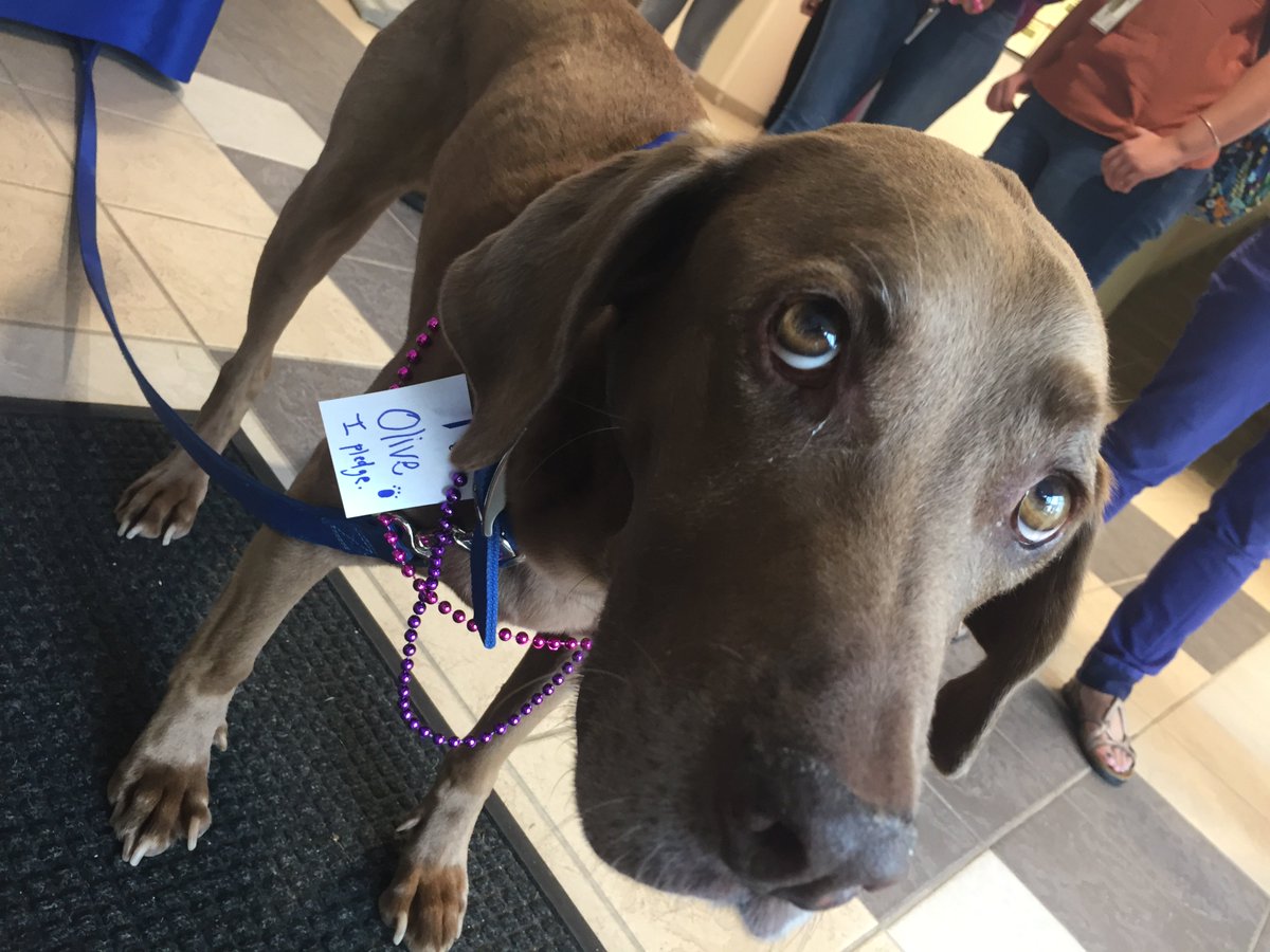 SaintJosephsME's tweet photo. Meet “Olive”-our Counseling Center pooch. She helped students, faculty take the #NOH8 pledge yesterday! #sjcme #welcome #community https://t.co/oTQRzRemmx