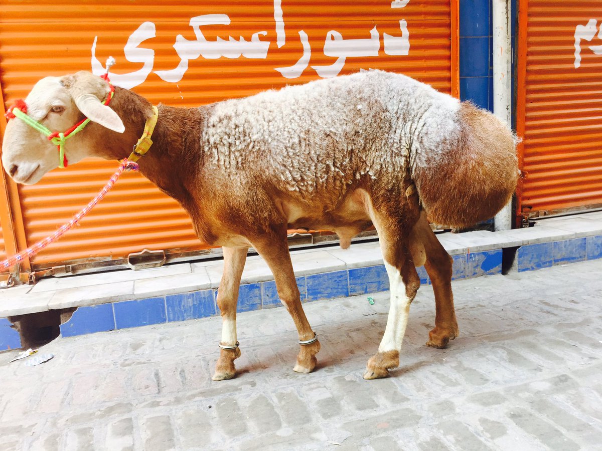Mustafa156456's tweet photo. #__MashAllah😍😍

  #__Happines_Is__Bringing_Qurbani_Ka__Janwer https://t.co/Ej5sgTXtKJ