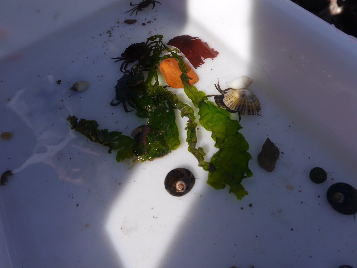 UCS Biology tweet media