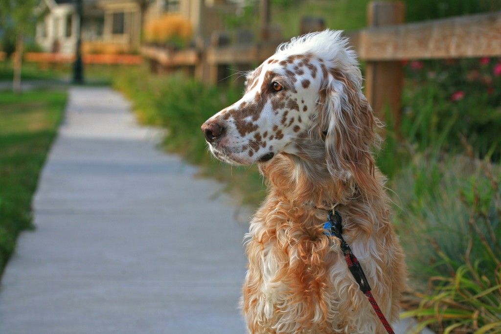 Denver_80238's tweet photo. 2018 #DogsofStapleton calendar submission open soon! Eager to see your pup win? Find tips from past winners here: https://t.co/ZGB0E4SzWC https://t.co/VqykmNd5q9