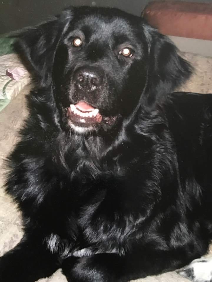 Lanipator's tweet image. This is Koda. She was the sweetest dog I ever had. She passed away this AM, natural causes, surrounded by family. She will be missed. #RIP