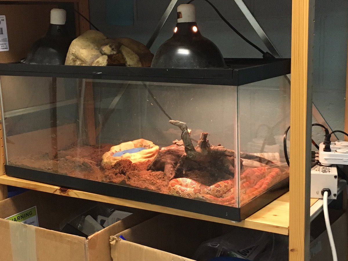 MsEsClassroom's tweet photo. @davEDglenn is starting off #steam with our class this Friday! Ms E was excited until she saw #Gary #petsnake #ches @CastleHayneES https://t.co/zVxU0EzOSc