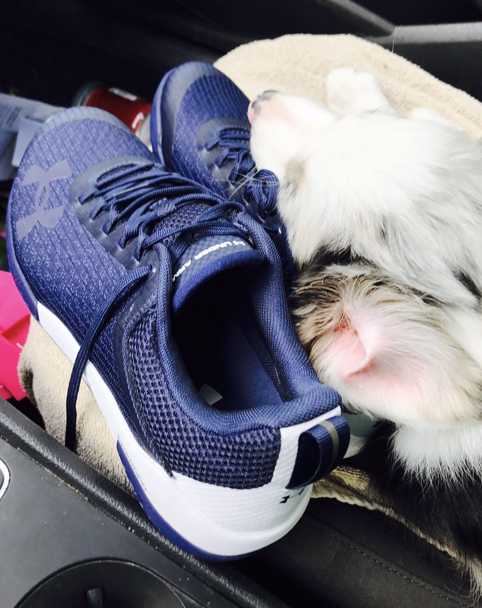 CoachLaBaff's tweet photo. I guess it's not just humans who love your stuff @UnderArmour https://t.co/NGs8cNiRWB