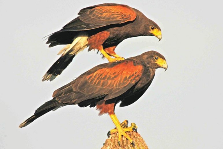 SDNHM's tweet photo. Watch Huxley the Harris's Hawk on @thecwsandiego #MorningExtra in 15 minutes! #TheNat https://t.co/etEcQ0CdhH