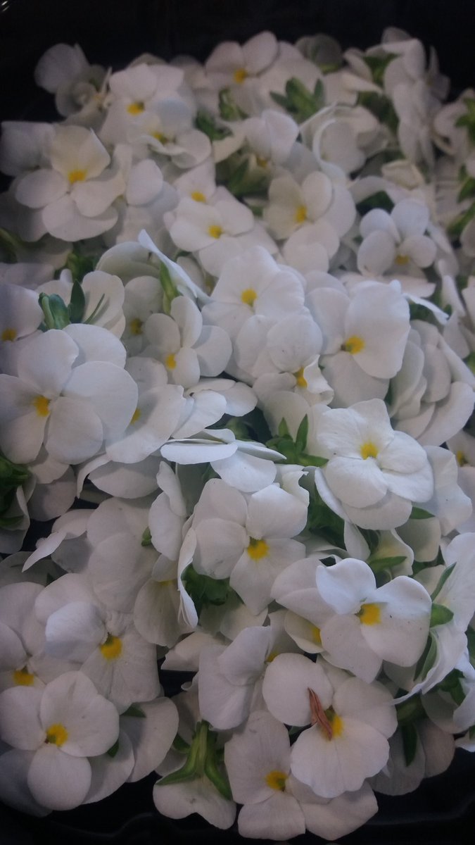 EuroFresh123's tweet photo. Summer may be waning but these glorious flowers from @WestlandsWow are blooming gorgeous all year round! #premiummix #tagete #viola https://t.co/9LrSlvX5R6