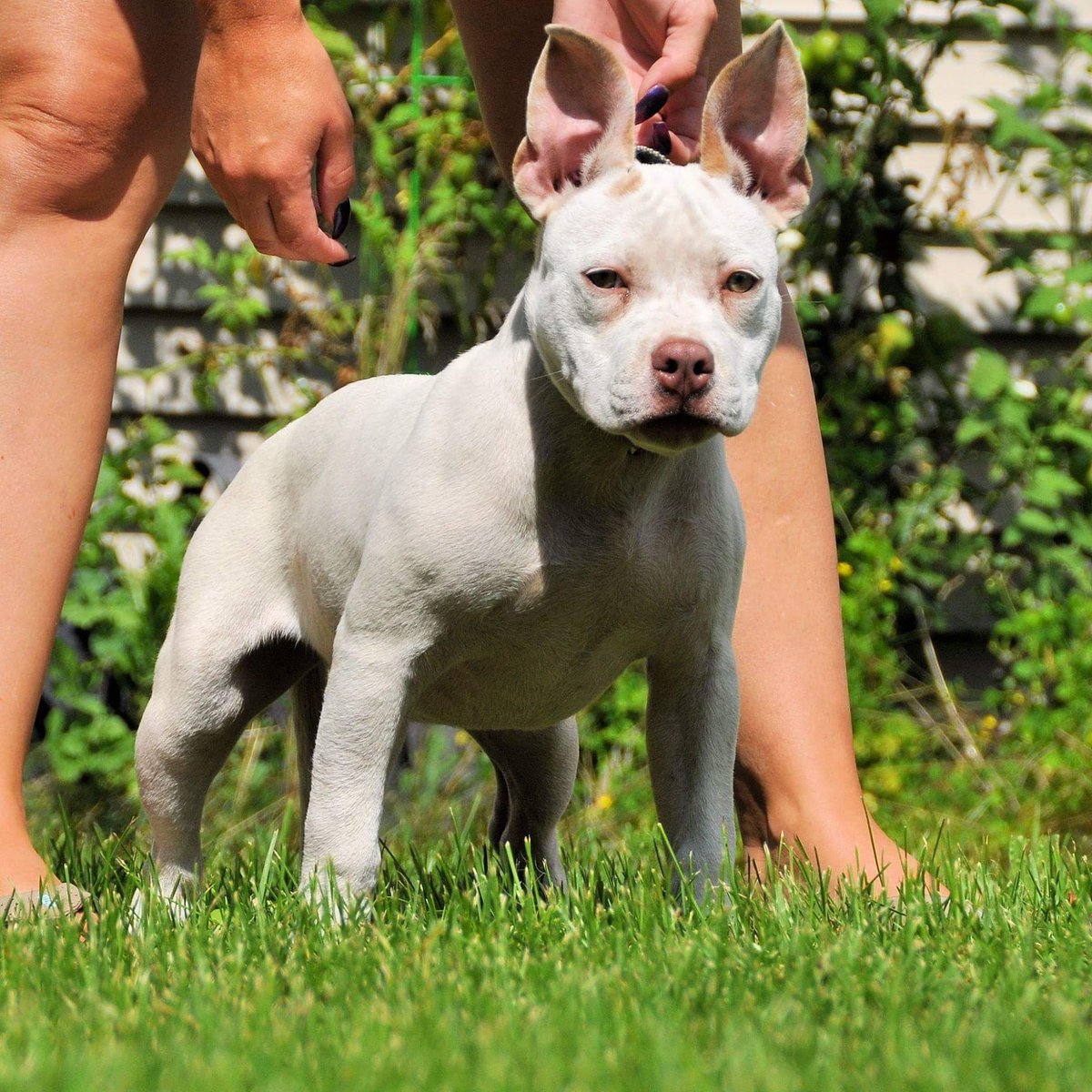 worldsfinestpit's tweet photo. Hemi x Veda puppies available
https://t.co/IFEItvHKx3
#worldsfinest #americanbully #RE #gottilineDax #pocketbullies #pocketprincess https://t.co/dFMz6qSVhr
