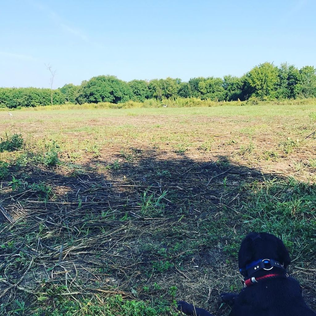 Opening day dove season! #dove #dovehunt #hunting #shotguns ift.tt/2vQqdow