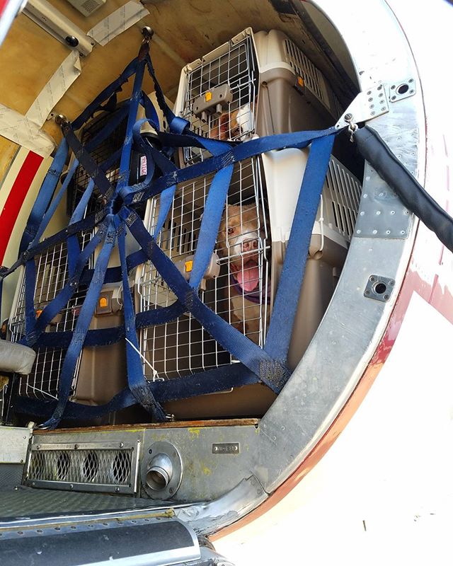 Fulomskin's tweet photo. Evacuating animals to make room for the 4 legged refugees! #aspca https://t.co/AFObfMOidL