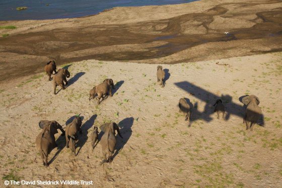 SheldrickTrust tweet picture