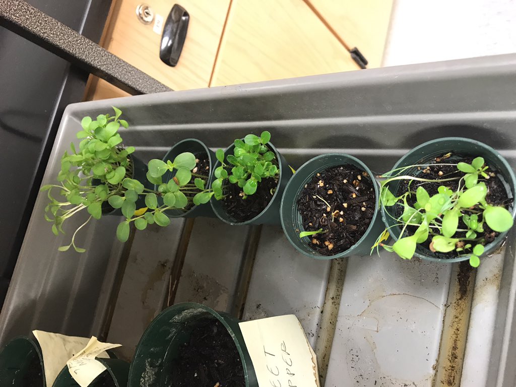 da_steps2save's tweet photo. Got 4 plants going strong but one is working on it https://t.co/RrG5OUMw1c