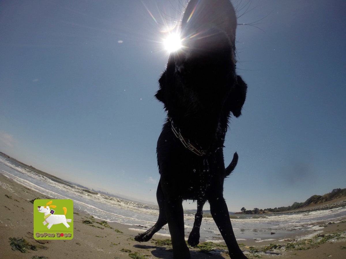 GoProCharlie1's tweet photo. GoPro Diesel! GoPro dog eclipse! πΆππΆππΆπ #Coconutcam #goprodogs #dogeclipse #dogsoftwitter #bayareadogs #sfbay #labrescue #xclear https://t.co/lVFhIBgJ5T