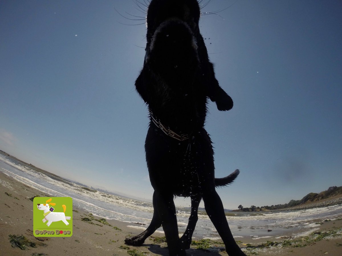 GoProCharlie1's tweet photo. GoPro Diesel! GoPro dog eclipse! πΆππΆππΆπ #Coconutcam #goprodogs #dogeclipse #dogsoftwitter #bayareadogs #sfbay #labrescue #xclear https://t.co/lVFhIBgJ5T