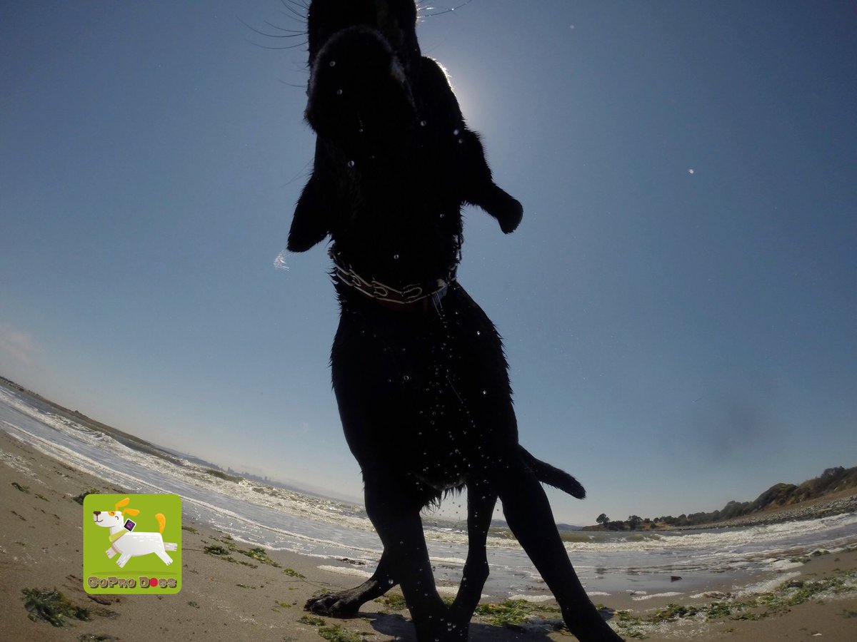 GoProCharlie1's tweet photo. GoPro Diesel! GoPro dog eclipse! πΆππΆππΆπ #Coconutcam #goprodogs #dogeclipse #dogsoftwitter #bayareadogs #sfbay #labrescue #xclear https://t.co/lVFhIBgJ5T
