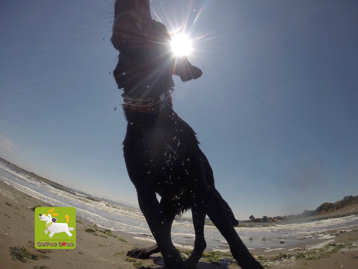 GoProCharlie1's tweet photo. GoPro Diesel! GoPro dog eclipse! πΆππΆππΆπ #Coconutcam #goprodogs #dogeclipse #dogsoftwitter #bayareadogs #sfbay #labrescue #xclear https://t.co/lVFhIBgJ5T