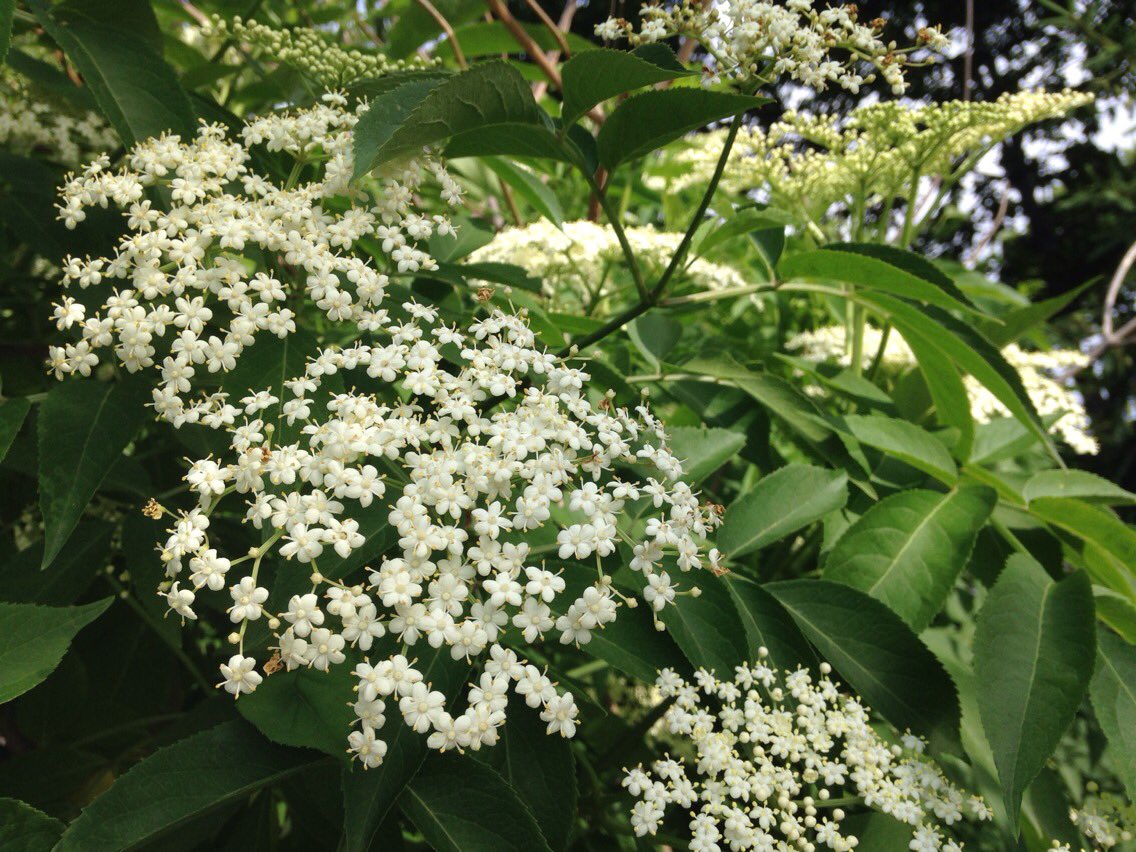 The common elderberry is a perfect shrub for native bees; they grow summer flowers and their stems provide shelter! #BeesLoveTrees <a href="/opg/">Ontario Power Gen</a>