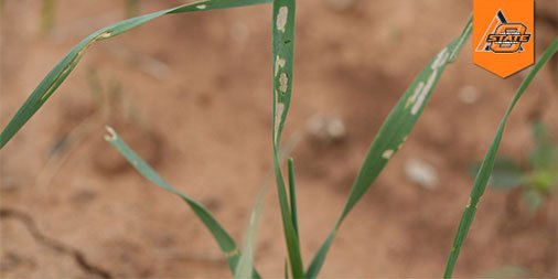 okstate_ag's tweet photo. Abundant rainfall greened up Okla., but it also helped set the stage for the current outbreak of fall armyworms. https://t.co/2MXRa0iIuz https://t.co/Z6h1Mrj9mL
