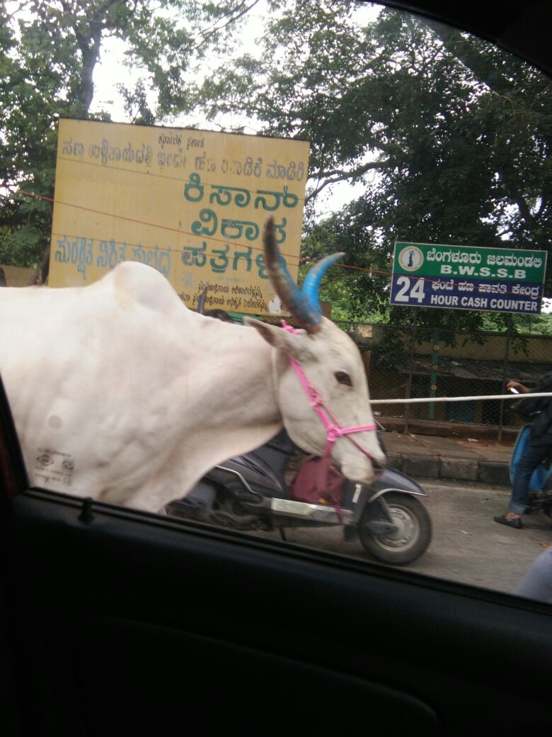 ShreeRaamaa's tweet photo. @SandeshaTS @sandhya_laxmi @AkshathaBhatTP @anki_neerpaje @Poorna_Murooru @Vidyakailankaje @shishir_heg @SharadaDiamond @prajnakapasi @PoushaBhat @CMofKarnataka @BlrCityPolice @CTRavi_BJP @BSYBJP @INCIndia @VishwavaniNews @VVani4U @VijayaKarnataka @PMOIndia @narendramodi @AmitShah @blrcitypolice_ @RSSorg @TruthRoars @HinduDharma1 @HindusRajyam @poornakapasi @pvshiva #MissingCows
2. https://t.co/z2pYoqXTa2
@Shivajinagarbcp can U please help https://t.co/deVfnVSpb3