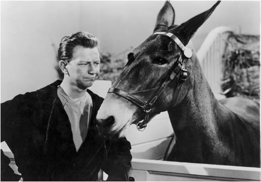 MovieChatGuys's tweet photo. Not all four legged stars were canines. Happy Friday everyone! https://t.co/xcDobahl25 #classicmovies #classichollywood https://t.co/SqUxFLx7ZU