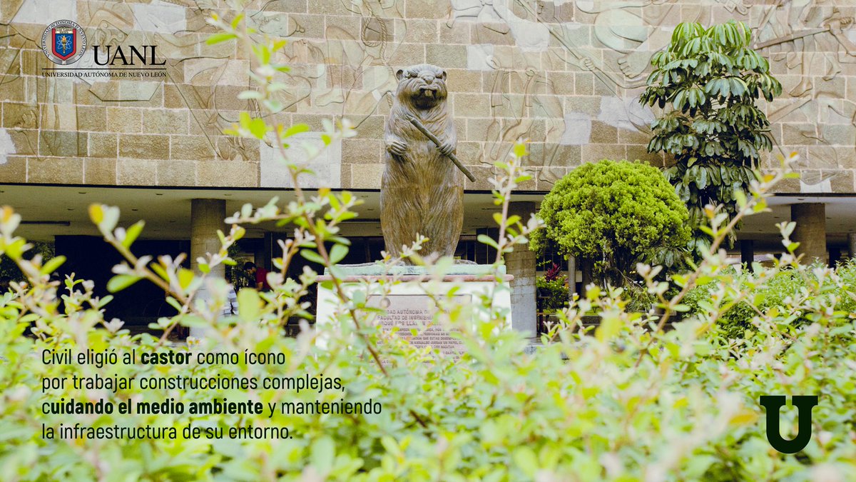 uanl's tweet image. ¿Sabes por qué la mascota de @Civil_UANL es un castor? #ConoceLaUni 🤔 #SomosUNI