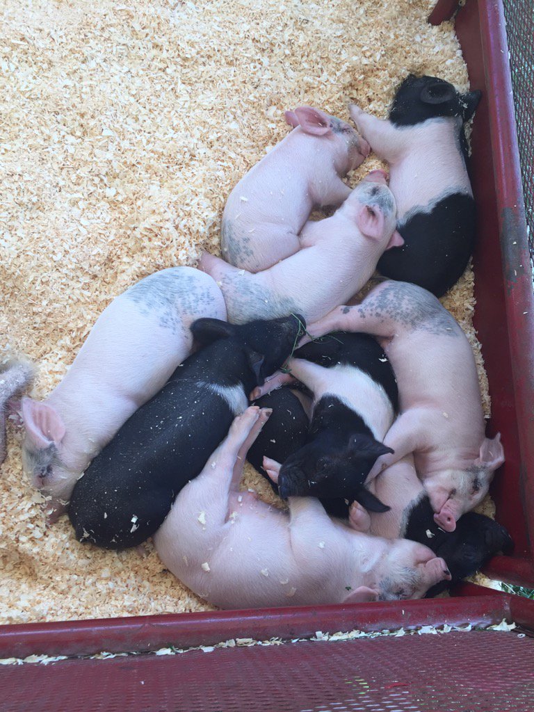 MChartier8's tweet photo. Pigpile! #woodstock2017 https://t.co/TjOVdmboyw