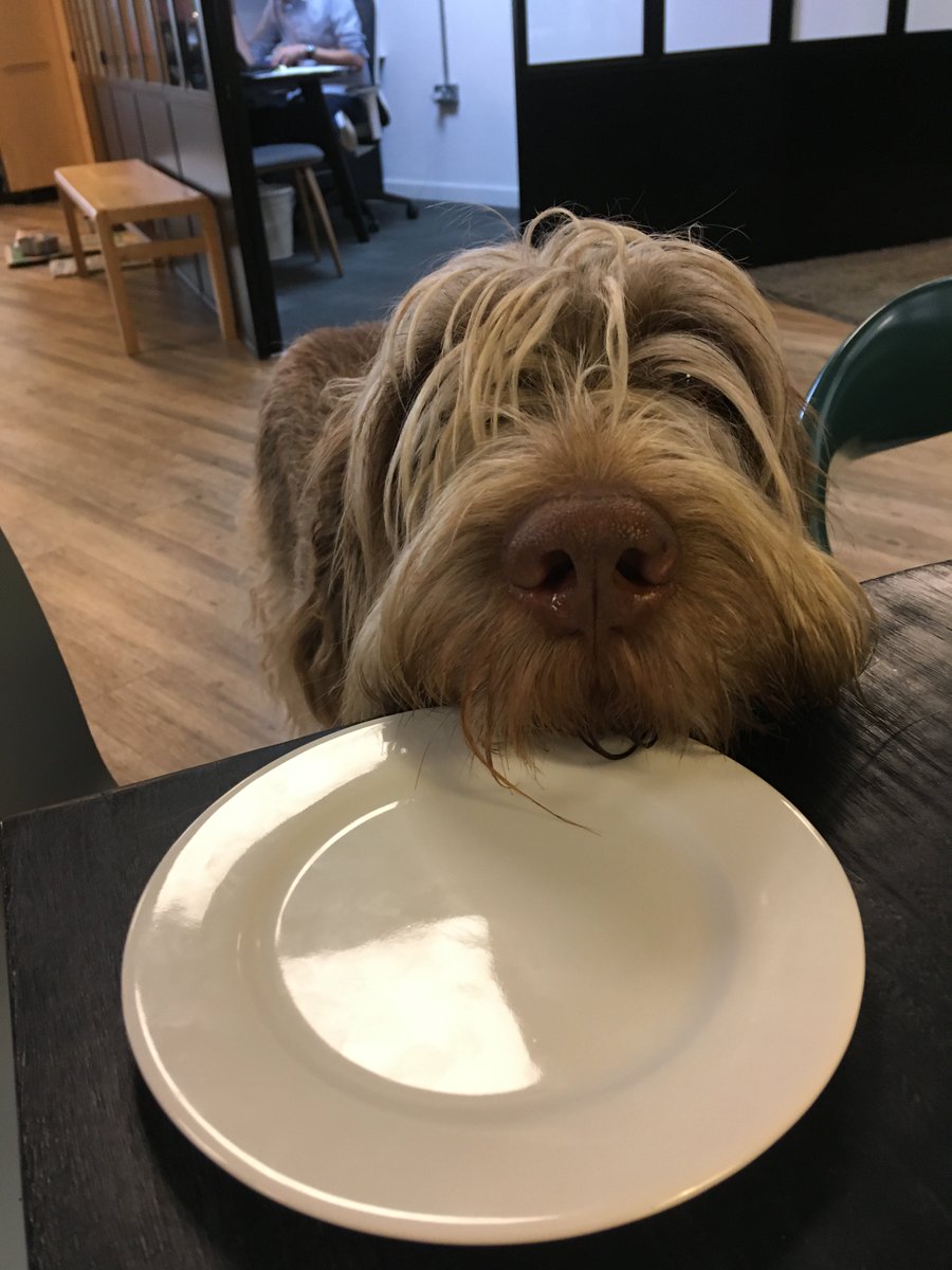 BenjaminWestLDN's tweet photo. Stella is wondering why there is no food on the OS&amp;E samples. https://t.co/LtGFSKl9Cp