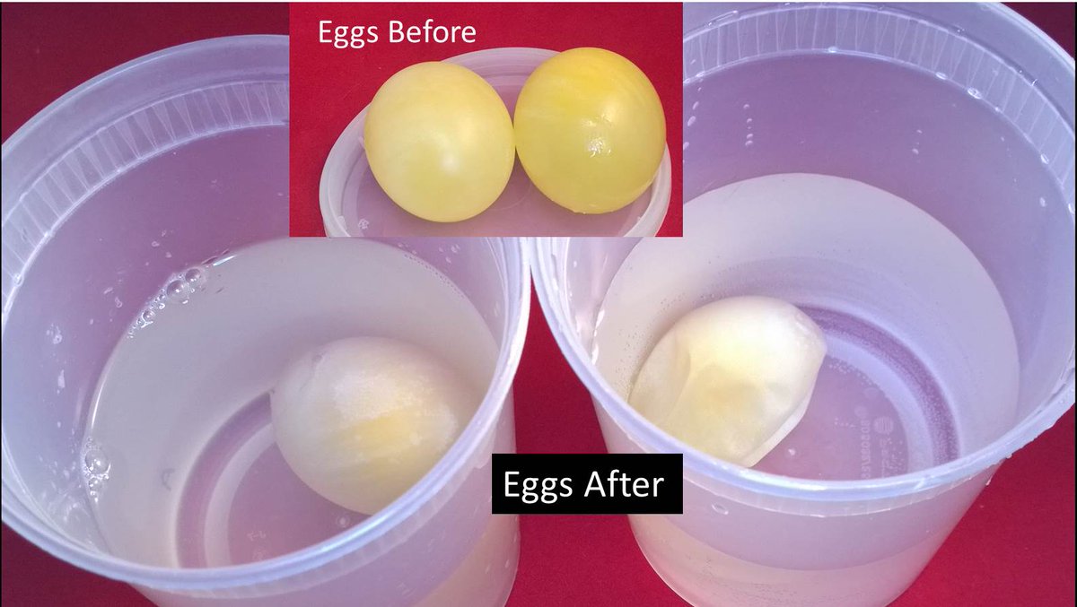 DUQbuckner's tweet photo. Check out what happens to naked eggs when you put them in solutions with different osmotic pressure! #phce https://t.co/wWRIPy2PwX