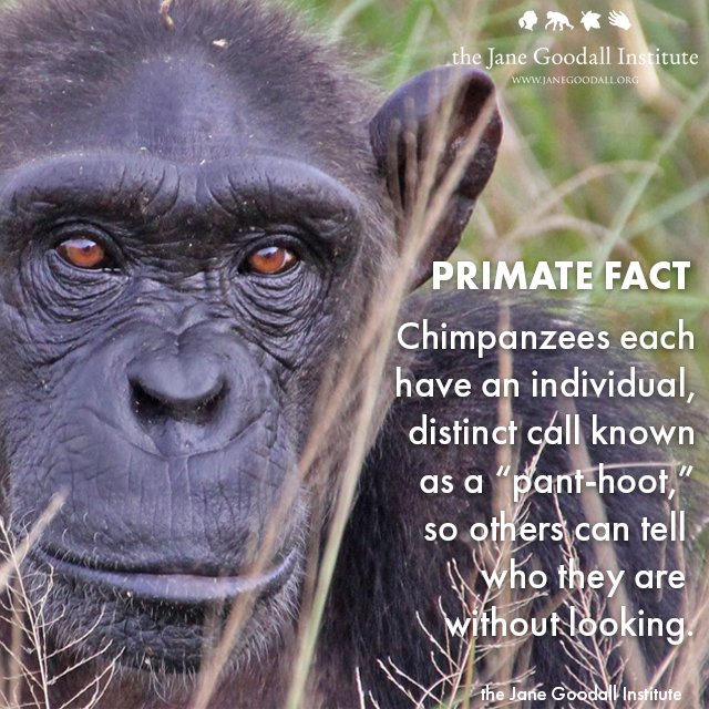 JaneGoodallInst's tweet image. #InternationalPrimateDay #Chimpanzees #JaneGoodall Learn even more: bit.ly/2evqdIb