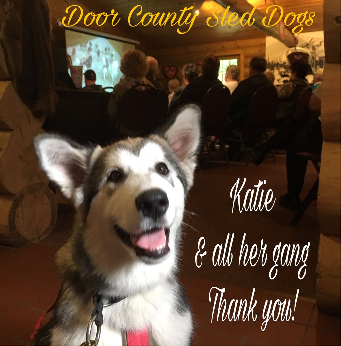 dcsleddog's tweet photo. Thanks so much to our visitors :Personalized tours and coaches yesterday. All the dogs had a blast. #dcsd #pawsome #husky #rescue https://t.co/PwHDm8KiJ1