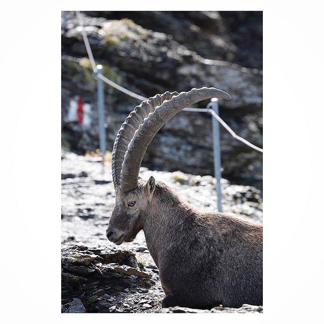 The king of the swissalps!
#ibex #wildlife #schilthorn #mürren #murren #hiking #naturelove 
@yggenergy thank you for this wonderful photo!