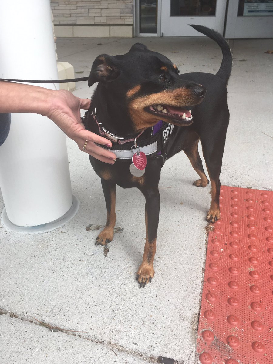 VBSO's tweet photo. Dixie and her family support @SOlympicsVA. How about you?! #coverthecruiser #torchrunva #dogsoftwitter https://t.co/SwRLY33Ert