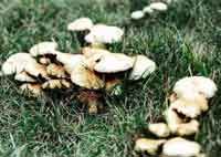 ALCC Tip of the Week: IDEAL CONDITIONS FOR MUSHROOMS AND POWDERY MILDEW
  buff.ly/2wC1ucC