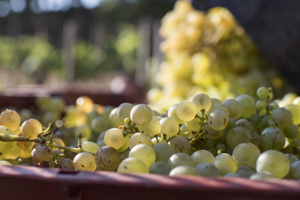 RaventosiBlanc's tweet image. Busquem la màxima #autenticitat i tipicitat en el que fem per això el  somni d'una denominaciógeogràfica Conca del Riu Anoia #RaventosiBlanc