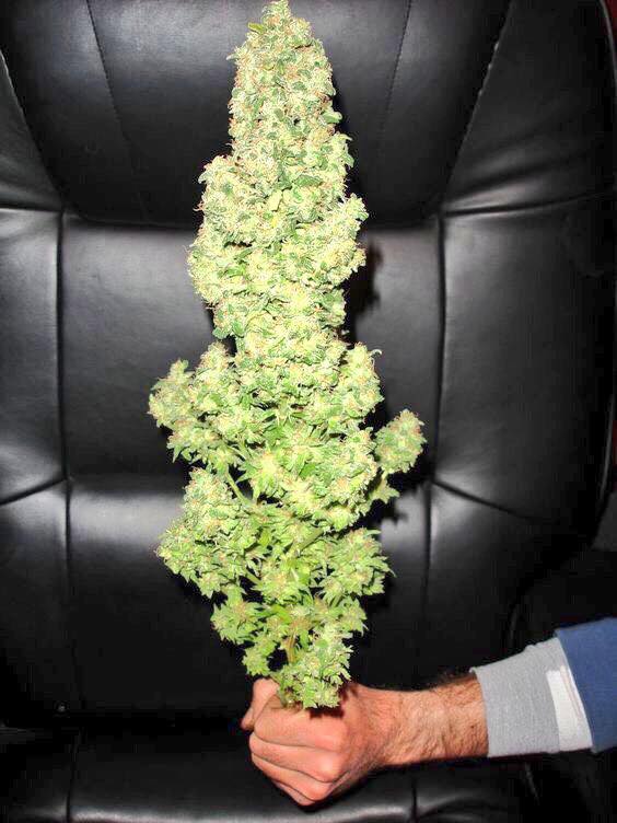 MaineHemp's tweet photo. Wishing big buds this #LaborDayWeekend 😎🌬️ https://t.co/wBOdxD2l5a