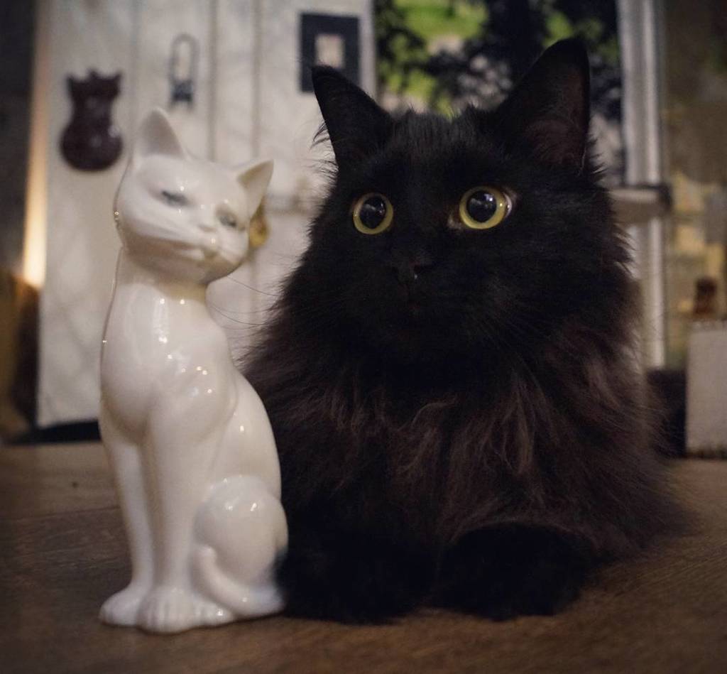 Purnauskis's tweet photo. Hmm... Lumi seems quieter than usual. Is she mad at Piki-Nelli? 🤔😸 #impostor #pikinelli #catcafe #kissakahvila #pu… https://t.co/4S3zTDfzsL https://t.co/2iBQ9PMcNj