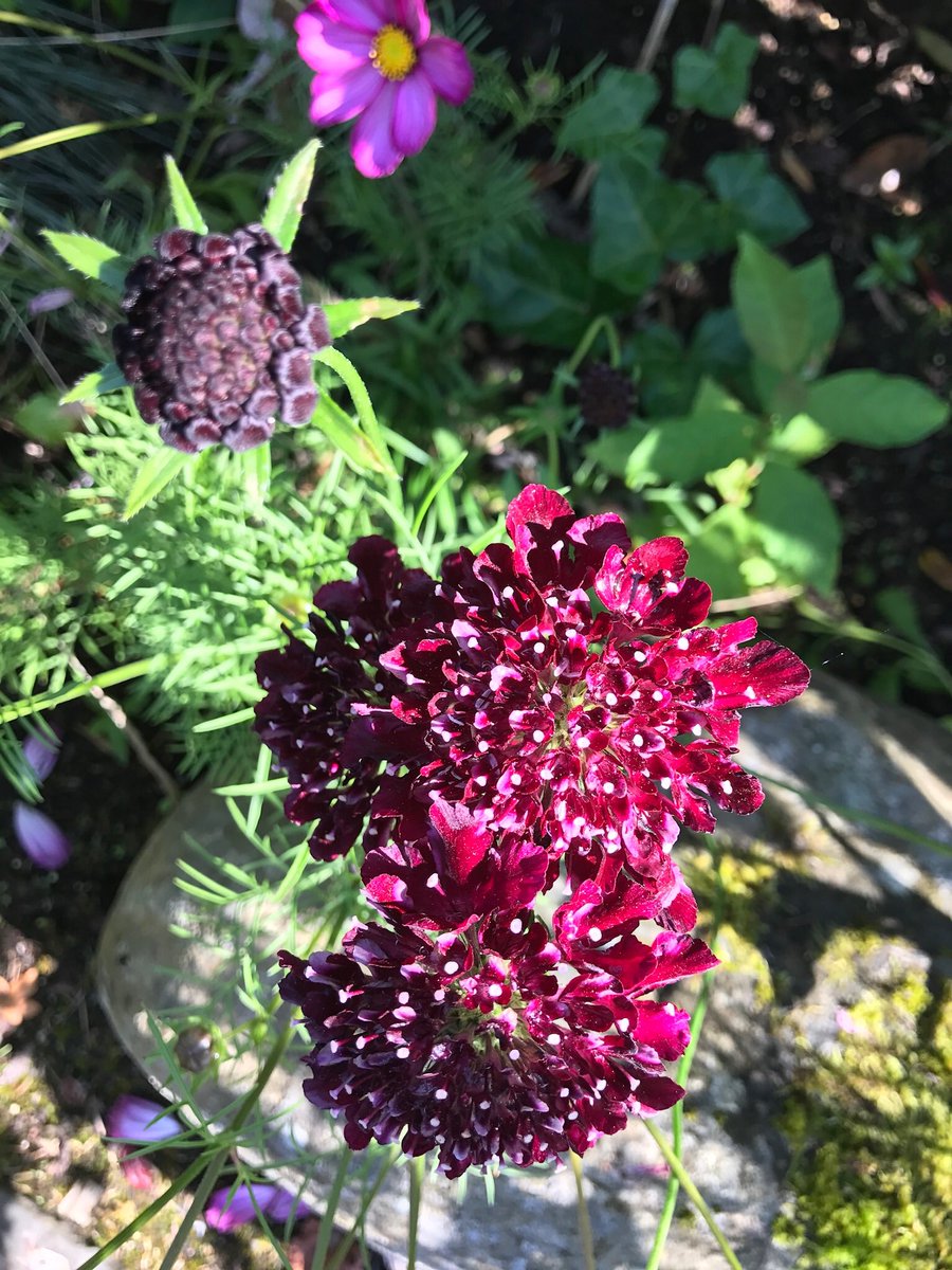 Splendid #lastofthesummer #scabiosa #scabies #black #darkred #claret