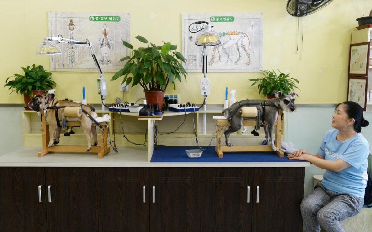 activepawscincy's tweet photo. Acupuncture for pets: the new craze sweeping China #acupuncture #pets #china # #dog #dogs #pets #pet #dogsoftwitter https://t.co/2tYibNCa4w https://t.co/CY6gdKRIVK