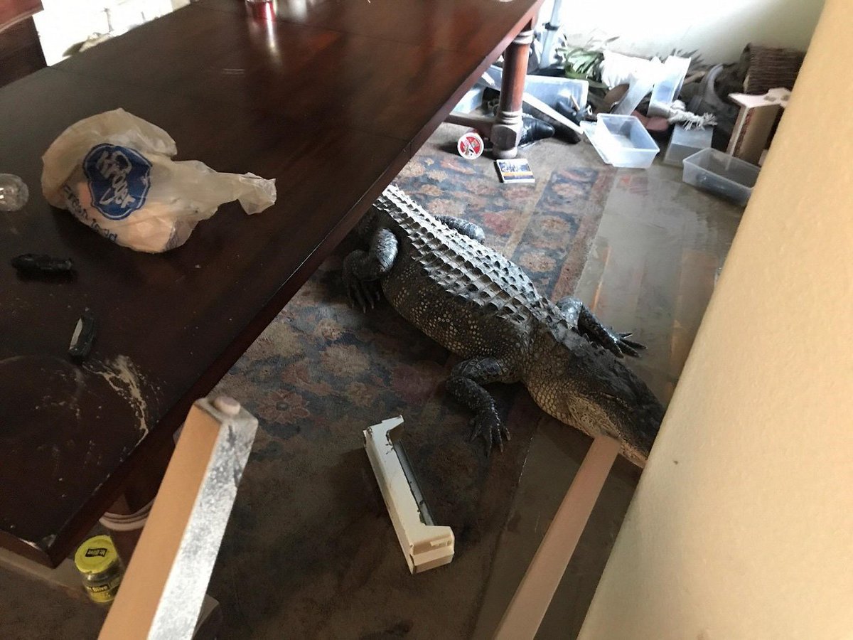 #Gator makes its way into flooded Harris County home bit.ly/2vycqaS #Harvey2017 #HarveyFlood